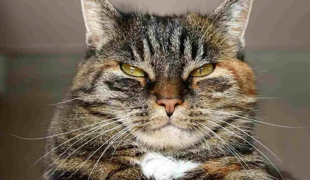 Multa de casi $200.000 que pagarán quienes tengan gatos en conjuntos por estricta ley Acción común por lo que pueden multar a propietarios de gatos en conjuntos