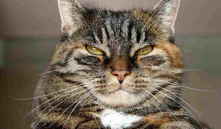 Acción común por lo que pueden multar a propietarios de gatos en conjuntos