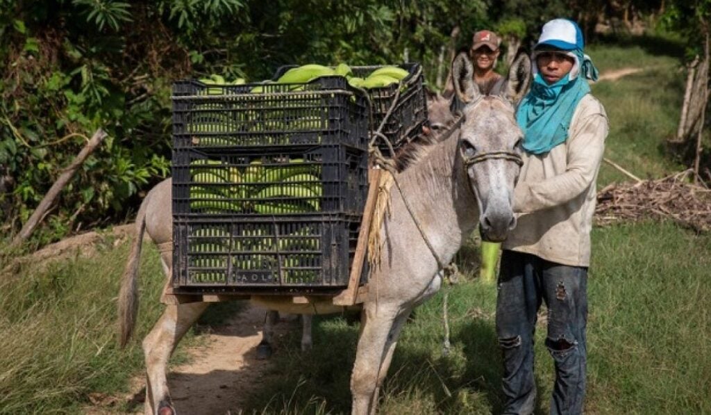 Acumen invierte cerca de US$10 millones en empresas agrícolas en Colombia