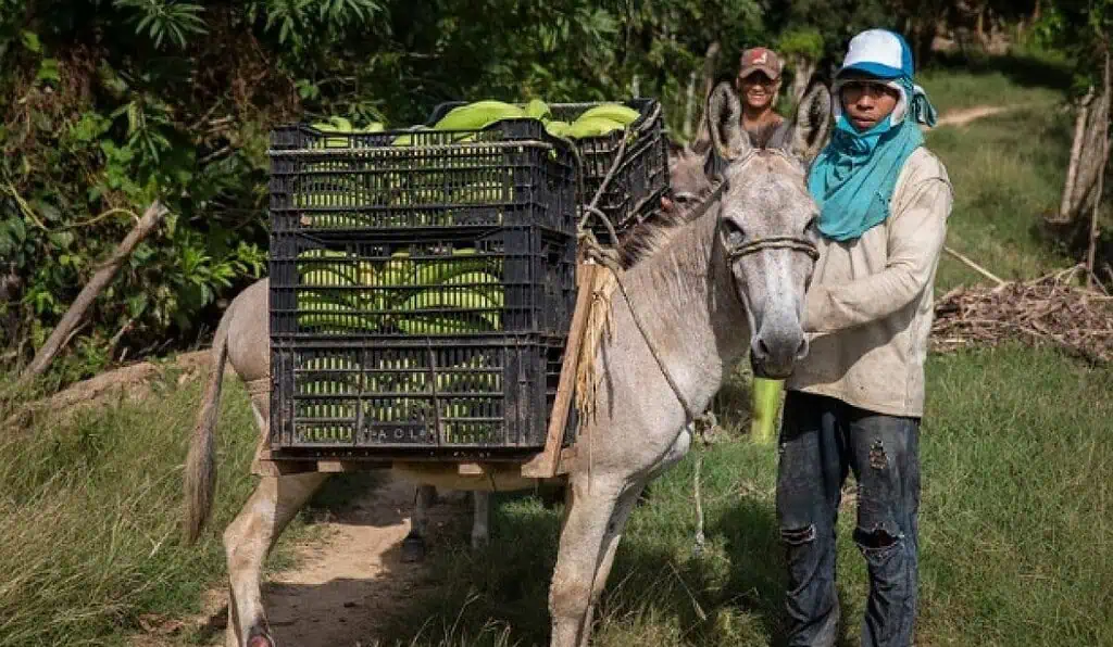 Acumen invierte cerca de US$10 millones en empresas agrícolas en Colombia Acumen invierte cerca de US$10 millones en empresas agrícolas en Colombia