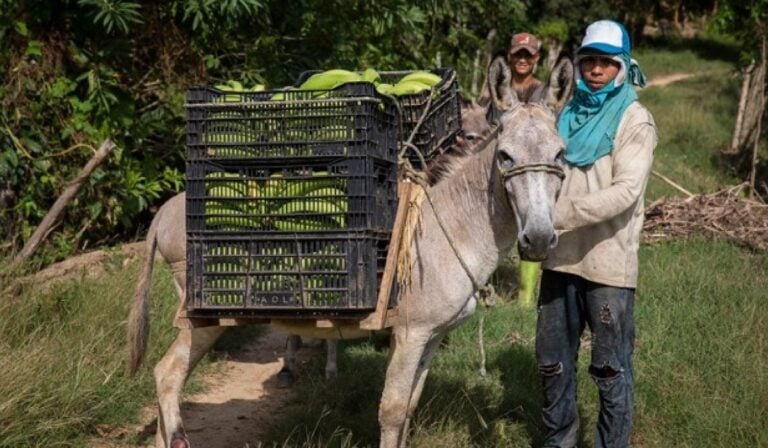 Acumen invierte cerca de US$10 millones en empresas agrícolas en Colombia