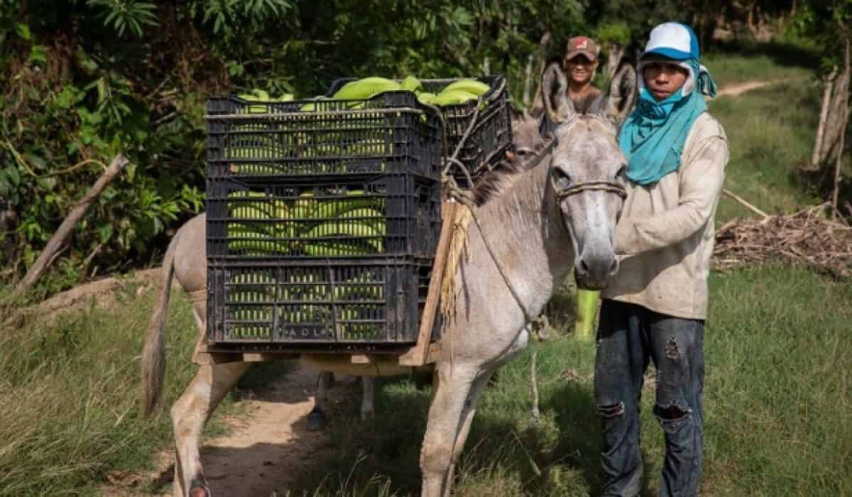 Acumen invierte cerca de US$10 millones en empresas agrícolas en Colombia