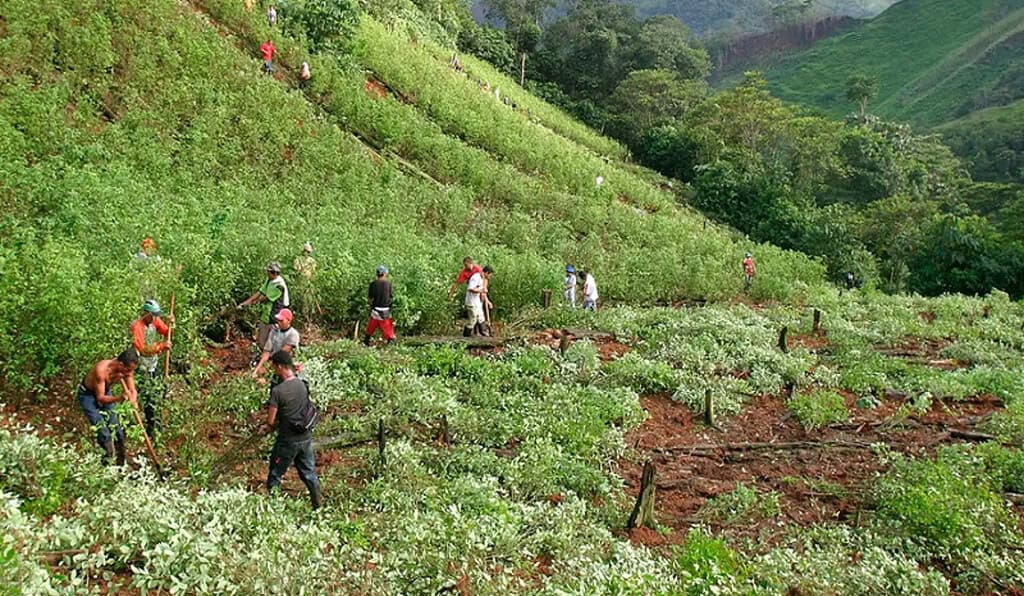 Así han aumentado los cultivos ilícitos de coca durante los gobiernos Duque y Petro Cultivos de coca en Colombia. Foto Verdad Abierta_Comisión Intereclesial de justicia y verdad