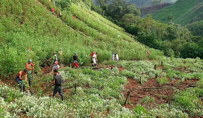 Cultivos de coca en Colombia. Foto Verdad Abierta_Comisión Intereclesial de justicia y verdad