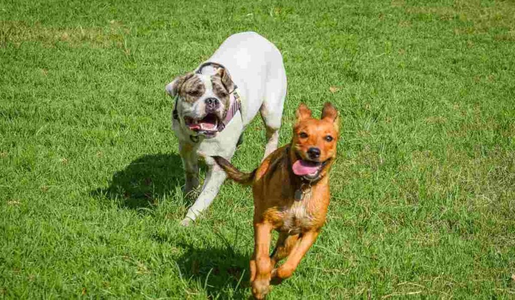 Dueños de perros pueden recibir multa cuando los saquen a pasear