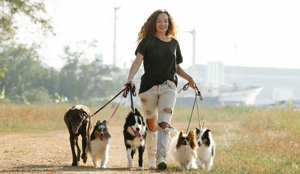 Ley respalda multa para quienes paseen perros sin correa