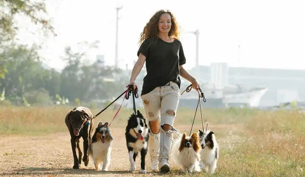 Ley impone multa de $522.000 para quienes tienen perros por concurrida práctica cuando los pasean Ley respalda multa para quienes paseen perros sin correa