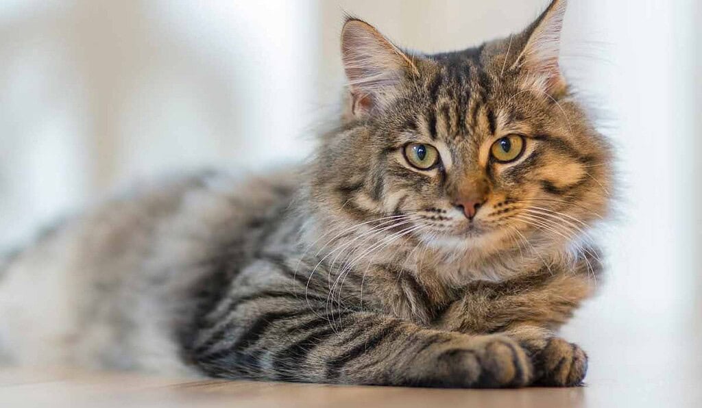 Multa de casi $200.000 que pagarán quienes tengan gatos en conjuntos por estricta ley Ley que establece sanciones por gatos en conjuntos residenciales