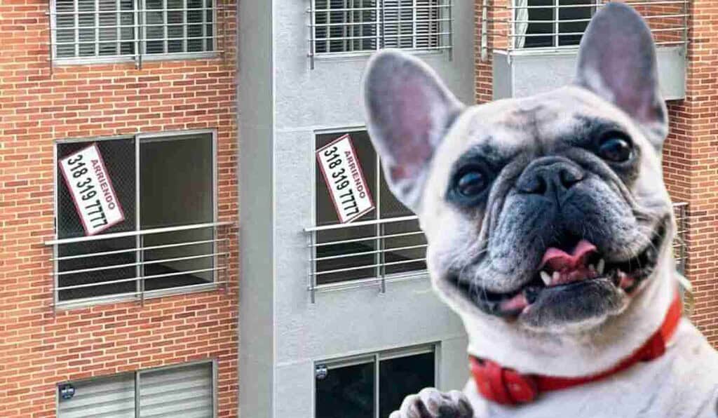 No se puede prohibir tenencia de mascotas en viviendas que se arriendan