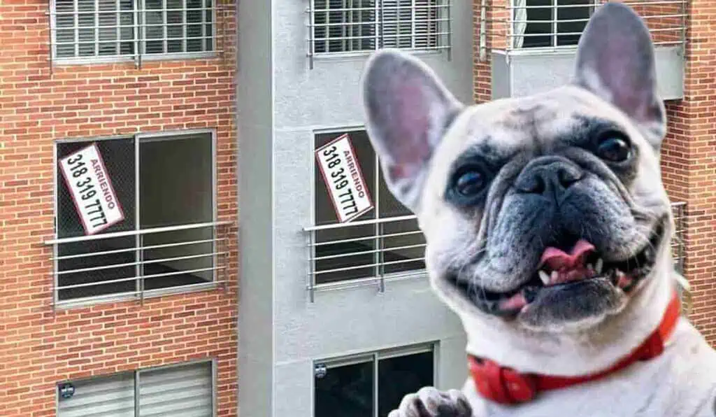 Personas que viven en arriendo les dan beneficio por mascotas: Ley los respalda No se puede prohibir tenencia de mascotas en viviendas que se arriendan
