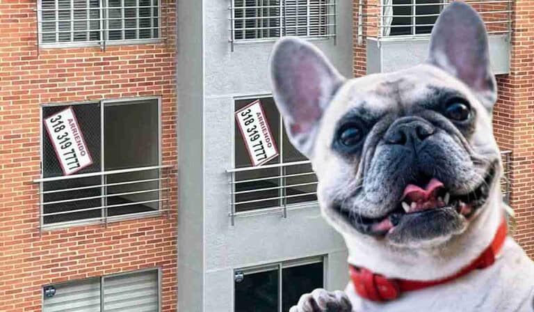 No se puede prohibir tenencia de mascotas en viviendas que se arriendan