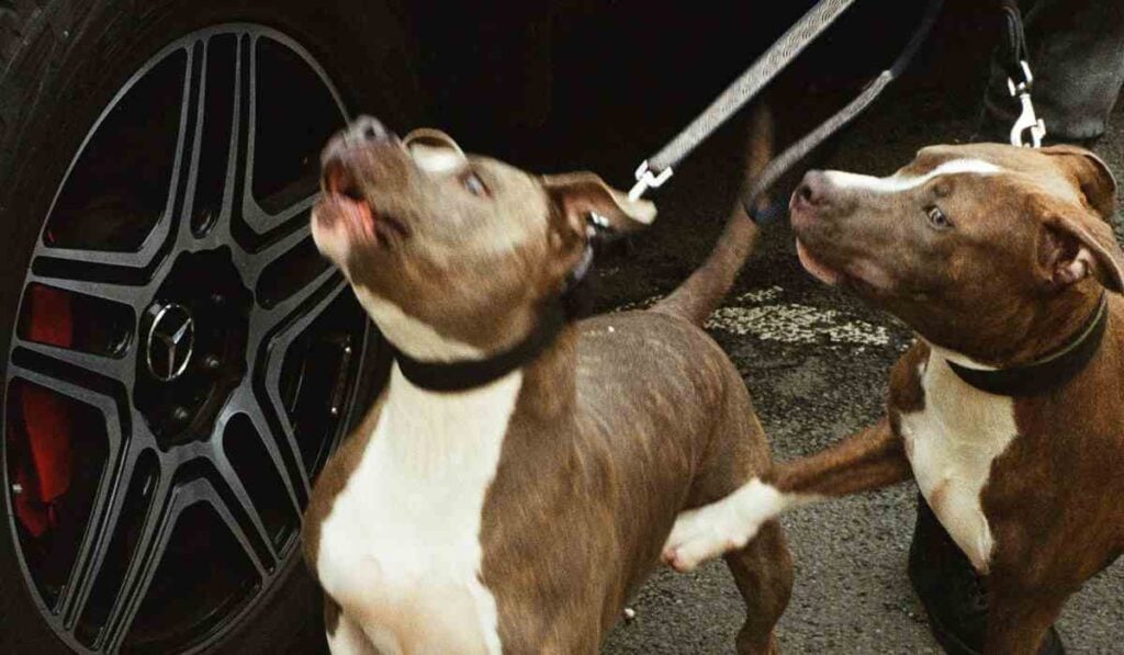 Personas con perros deben cumplir con ley para tenencia responsable de mascotas