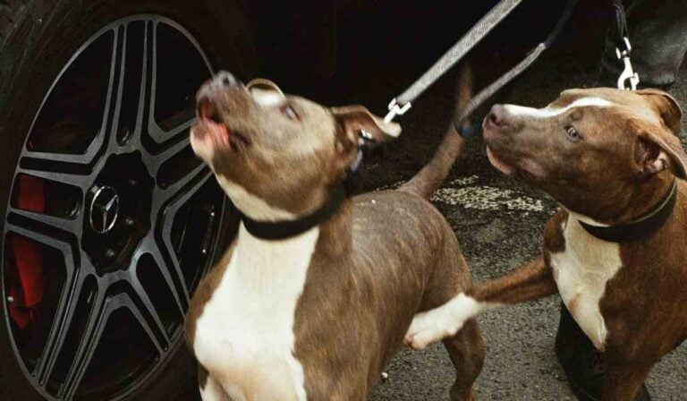 Personas con perros deben cumplir con ley para tenencia responsable de mascotas