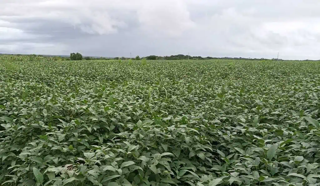 Productores de soya alertan por posible afectación de 50.000 toneladas por mal estado de vía en el Meta Soya