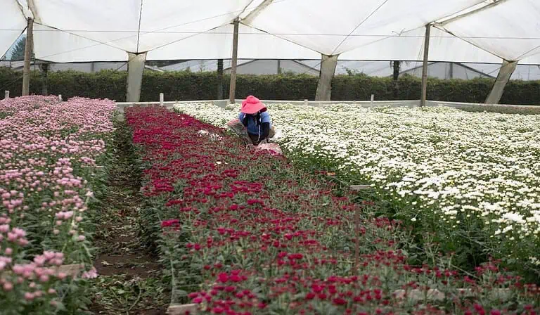 Exportación de flores de Colombia