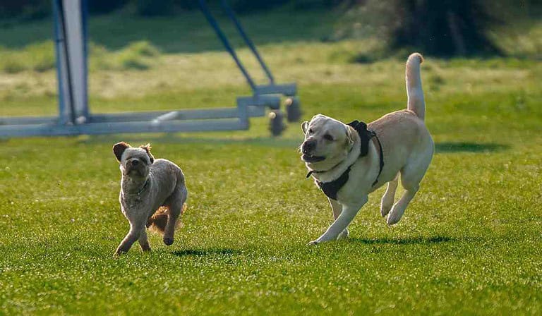 Nuevo programa pondrá freno a no recoger las heces de los perros