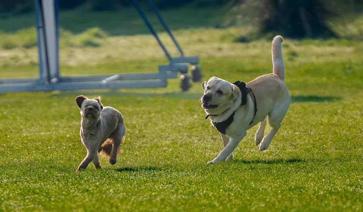 Nuevo programa pondrá freno a no recoger las heces de los perros