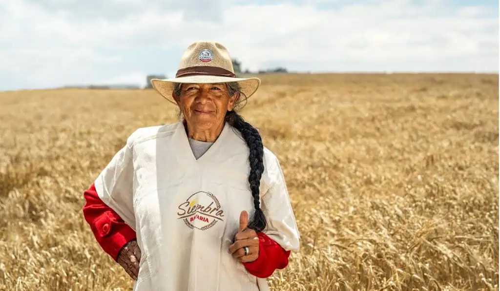 Grandes noticias: Bavaria amplía su programa de siembra de cebada y vinculará a 1.000 agricultores en tres departamentos La compañía renueva su compromiso con el campo colombiano a través de su programa ‘Siembra Bavaria’. Foto: Bavaria.