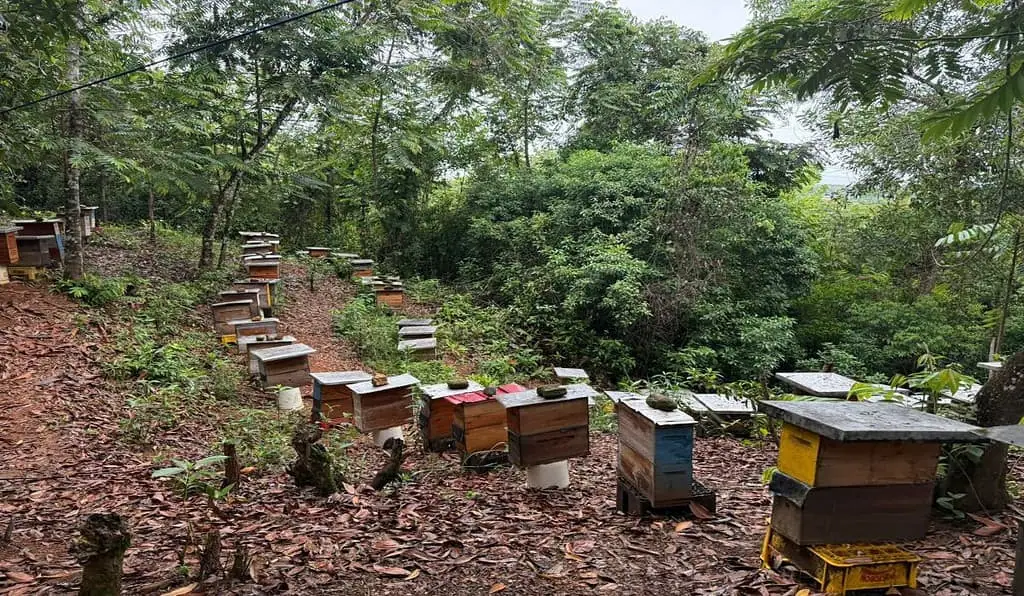 El Bajo Cauca produce 485 toneladas de miel al año; impulsa el liderazgo de Antioquia en el sector Campo Dulce Bajo Cauca
