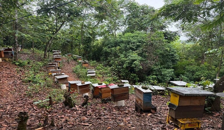Campo Dulce Bajo Cauca