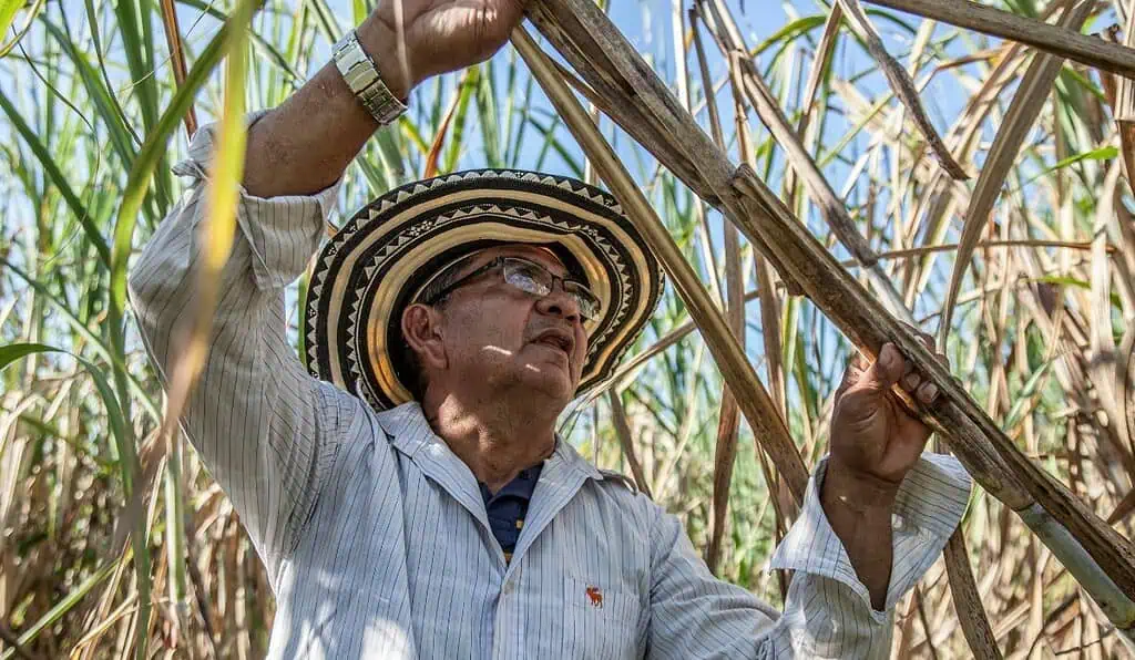 Ingenio azucarero reporta inversiones sociales y ambientales de más de $28.000 millones Providencia reportó inversiones superiores a $7.000 millones en programas comunitarios, beneficiando a más de 7.000 personas en la región. Foto: Freepik.