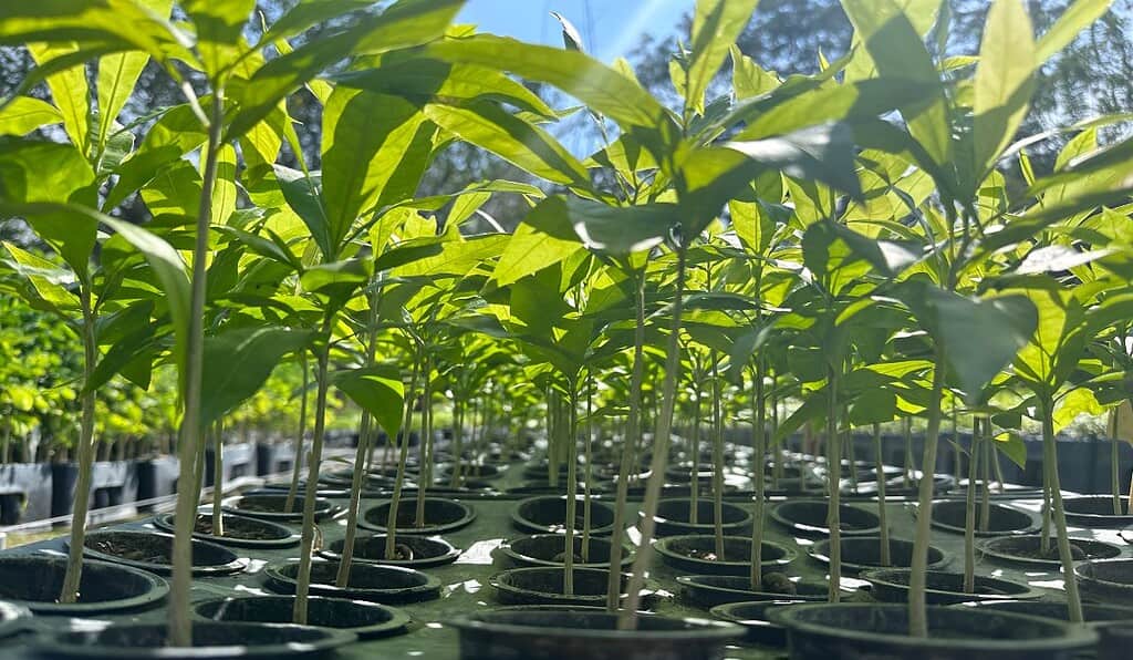 Fundación Grupo Argos impulsa el voluntariado corporativo en Antioquia con 476 árboles sembrados