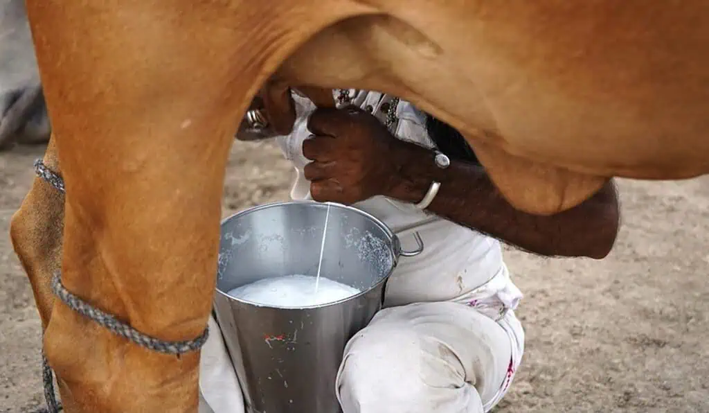 Eliminación de arancel a leche en polvo podría causar crisis en productores de Colombia Arancel a la leche en polvo