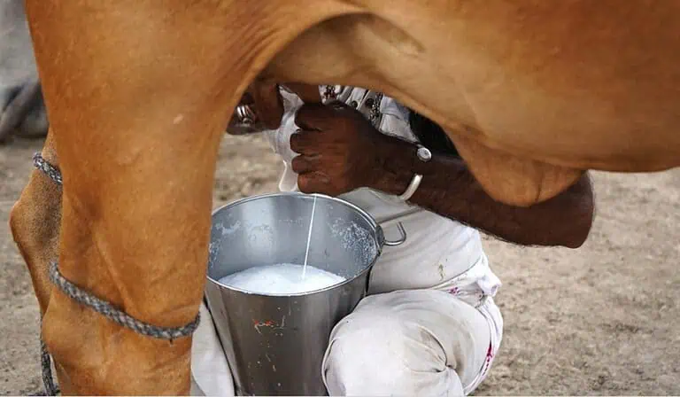 Arancel a la leche en polvo