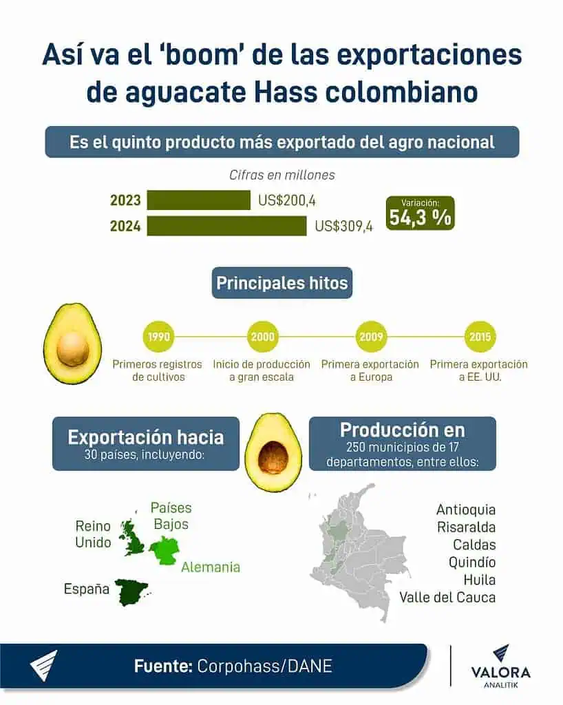 Aguacate Hass se convierte en el quinto producto más exportado del agro colombiano: así fue su nacimiento y 'boom' Aguacate Hass