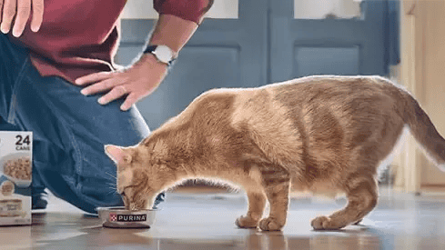 Foto: suministrada por Purina. 