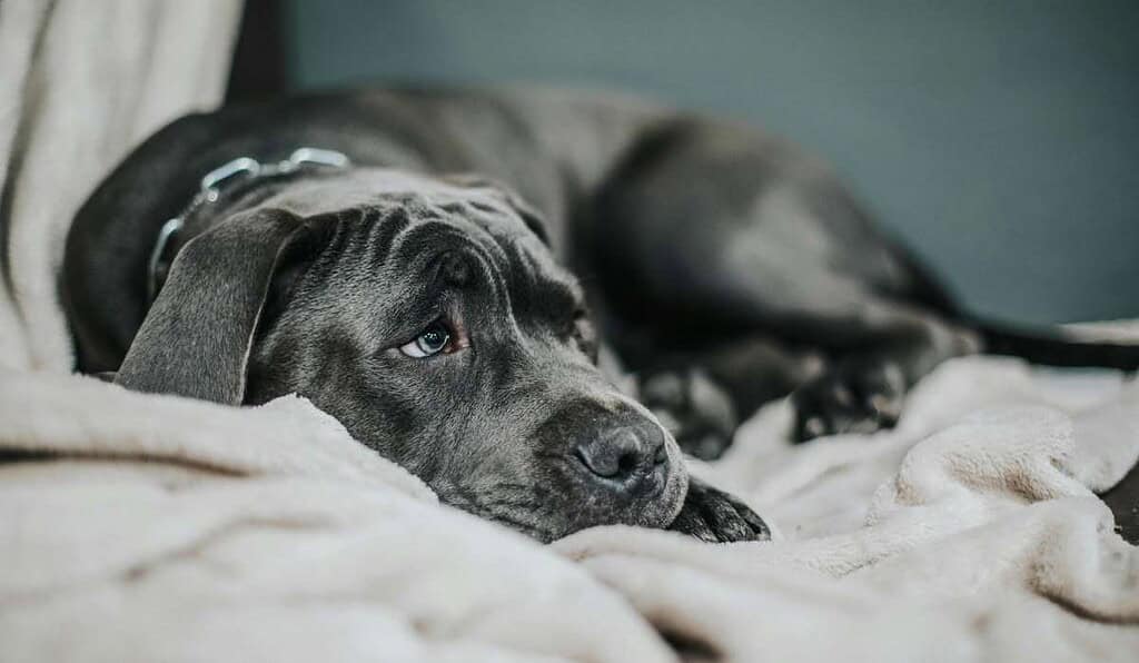 Ley Kiara prohíbe uso de collares de castigos para perros