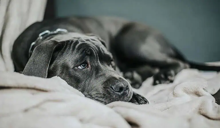 Ley Kiara prohíbe uso de collares de castigos para perros