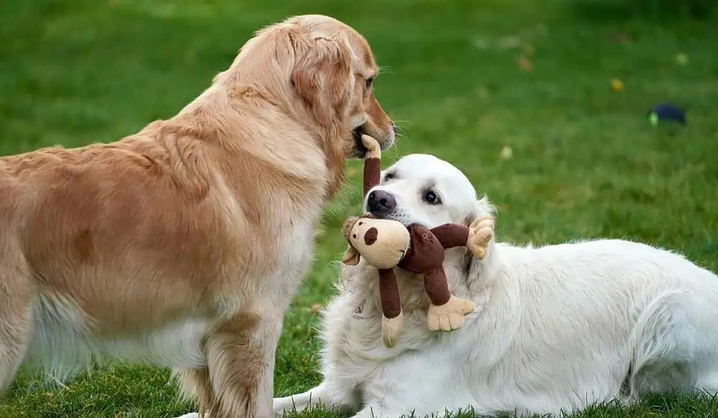 Ley pondría a dueños de mascotas a hacer un registro Ley pondría a dueños de mascotas a hacer un registro