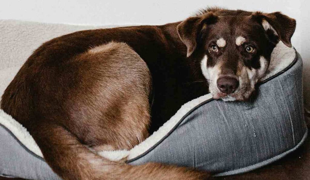 Multa por dejar perros sueltos en conjuntos residenciales
