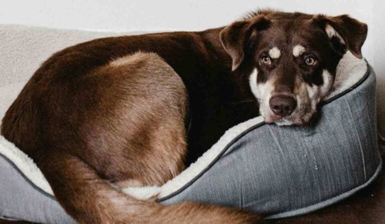 Multa por dejar perros sueltos en conjuntos residenciales