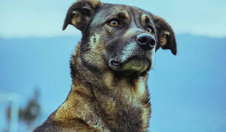 Nueva multa para personas que no apaguen carros para inspección canina