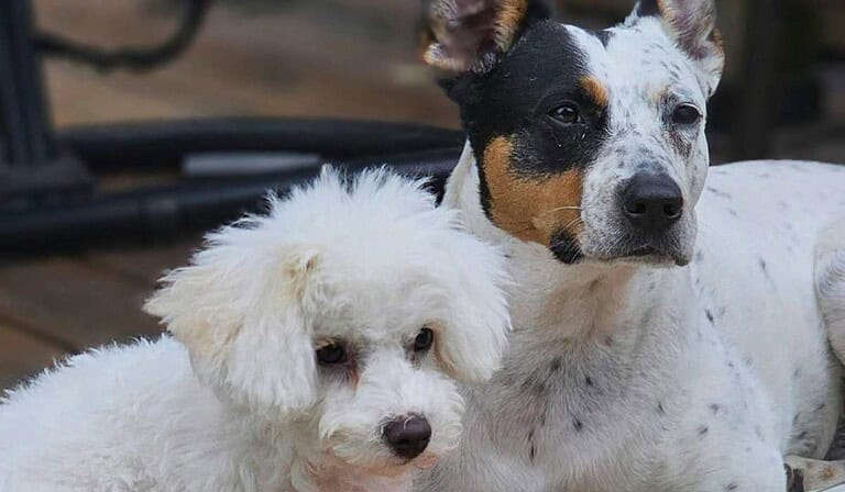 Personas con perros en conjuntos tendrían cambio en la tenencia