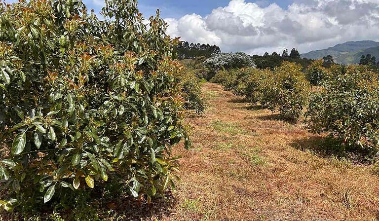 Colombia acelera en agrifoodtech: crecen las startups y el empleo pese a la caída de la inversión Aguacate Hass