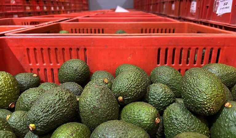 Aguacate colombiano creció 46 % en exportaciones, pero enfrenta precios a la baja y posible desaceleración Aguacate Hass