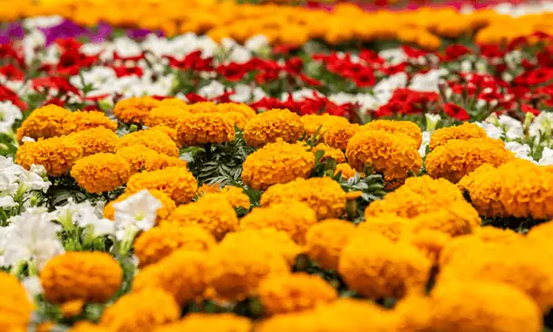 El Tapete de Flores más grande de Colombia celebra los 15 años de Santafé Medellín con innovación, magia y sentido social El Tapete de Flores es una de las atracciones más importantes de la ciudad. Foto: cortesía.