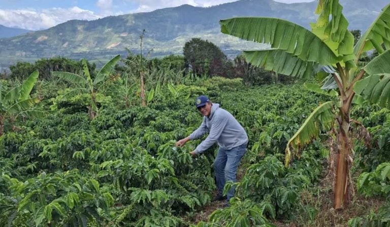 Producción de café en Colombia ha caído un 28 % en lo corrido del 2026 Café en Colombia