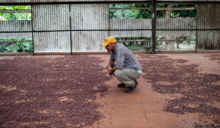 Pequeños cacaocultores