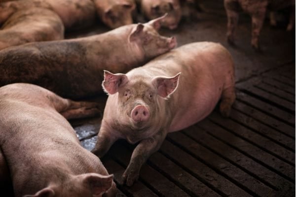 En Colombia, más del 85 % de la carne de cerdo proviene de sistemas productivos formalizados, según datos del gremio, aunque persisten desafíos para integrar a los pequeños productores. Foto: Freepik.