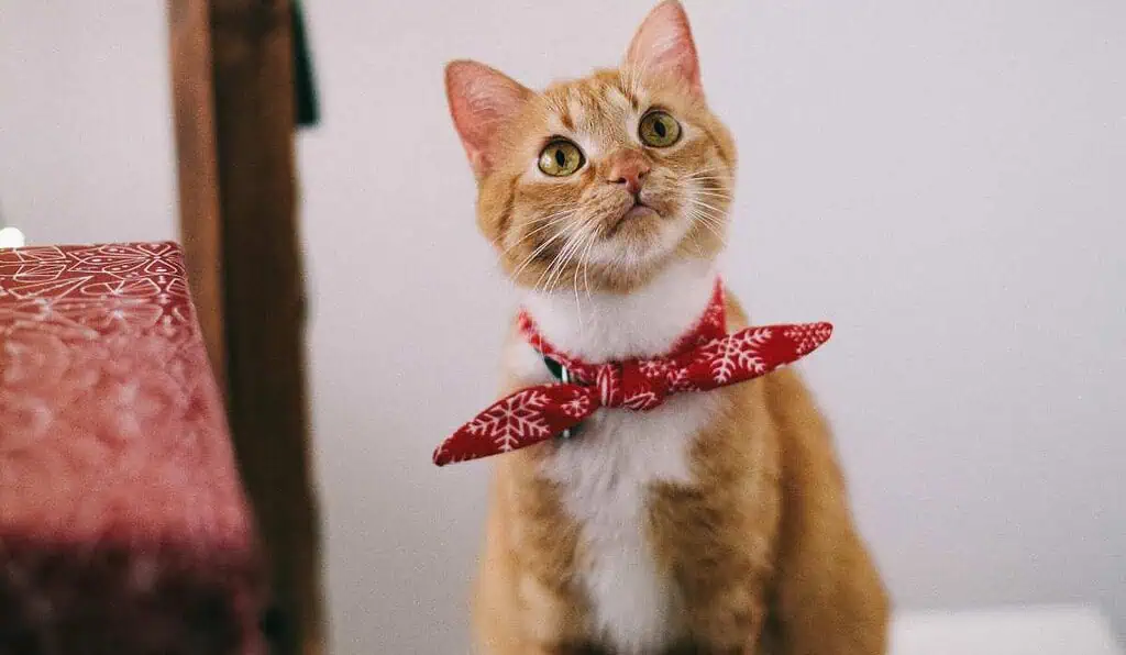 Personas con mascotas en conjuntos tendrían cambio en la propiedad horizontal que exigiría nueva ley Arrendatarios con gatos deben responder por daños que ocasionen las mascotas