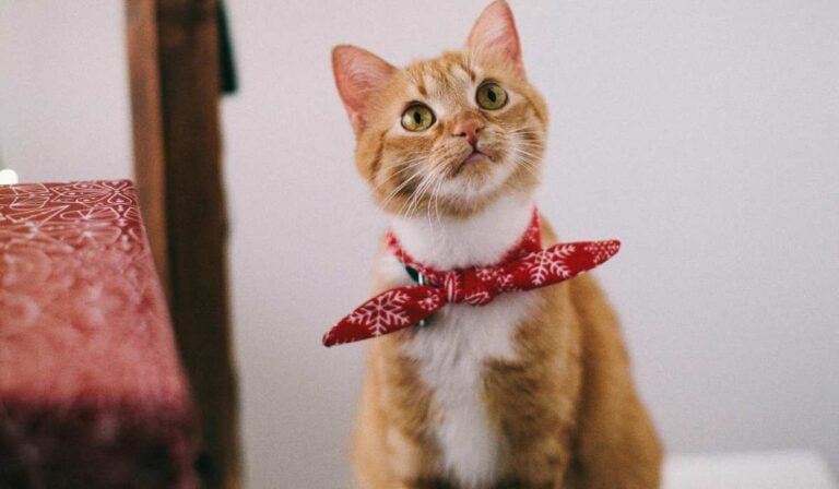 Arrendatarios con gatos deben responder por daños que ocasionen las mascotas