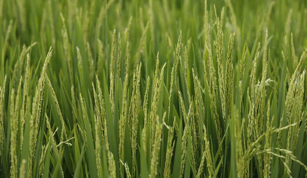 Arroz paddy verde