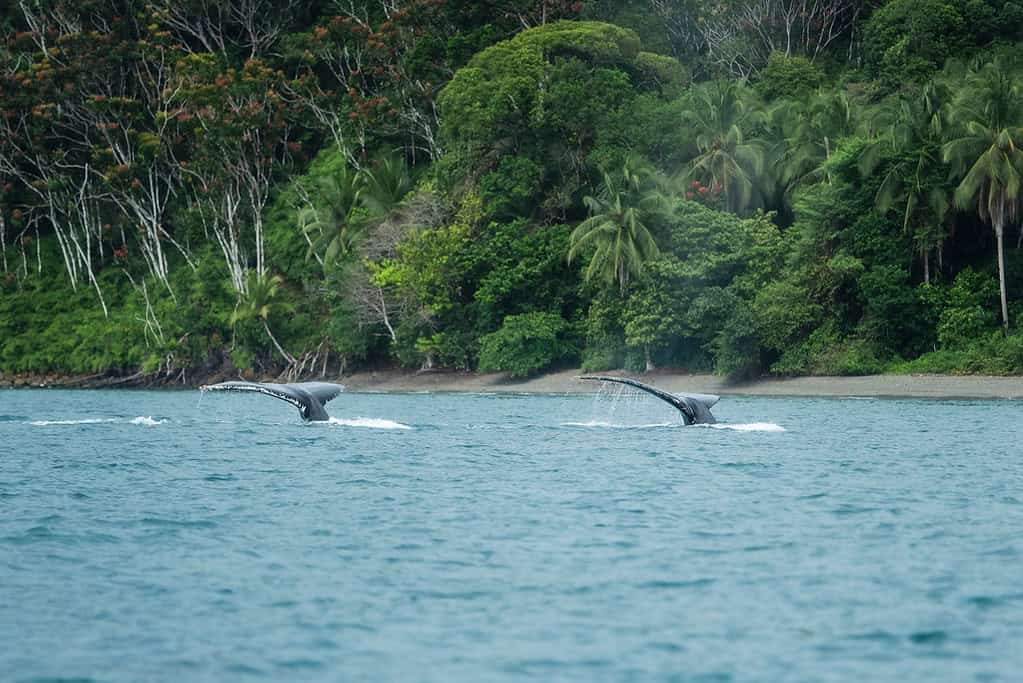 Avistamiento de ballenas en Isla Gorgona, Cauca. Foto: cortesía Kayak. 