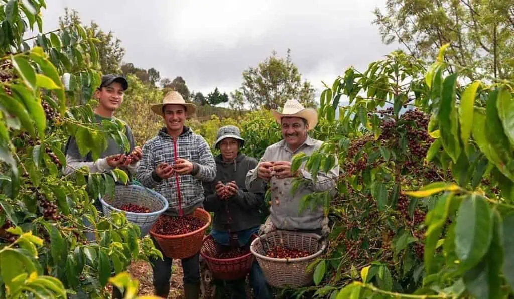 Producción de café en Colombia repuntó 19 % durante agosto Cafeteros de Colombia. Foto: Banco de Bogotá.