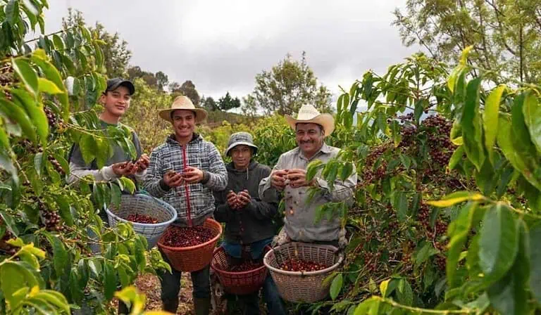 Cafeteros de Colombia. Foto: Banco de Bogotá.
