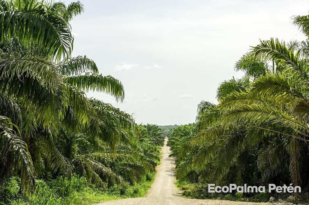 El modelo de palma que combate el cambio climático Inteia, empresa de soluciones tecnológicas para la descarbonización, junto con la empresa Energy Hand Made, marcan un hito
